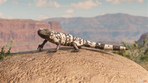 Gila monster rdr2 - The Legendary Buck is a species of animal found in Red Dead Redemption 2. The Legendary Buck is endemic to Big Valley in West Elizabeth. Its light brown and white short hair makes this buck distinguishable to other bucks. As a herbivore, it consumes nuts, buds, twigs, and green plants. A rifle, or a Bow with Poison Arrows, are considered to be the …
